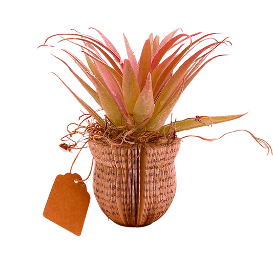 Literary Plant Pot w/Faux Plant - Medium D (Copy)