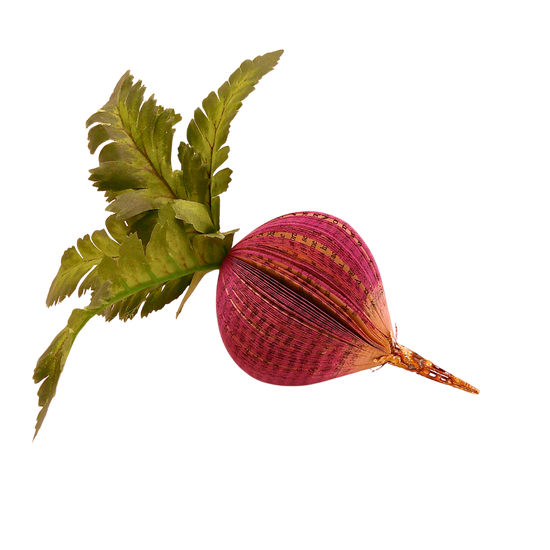 Literary Radish